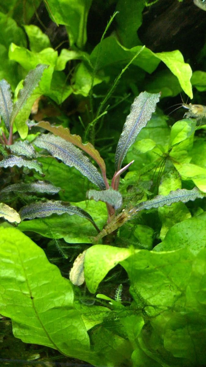 ブセファランドラ シラットサークル｜Yahoo!フリマ（旧PayPayフリマ）