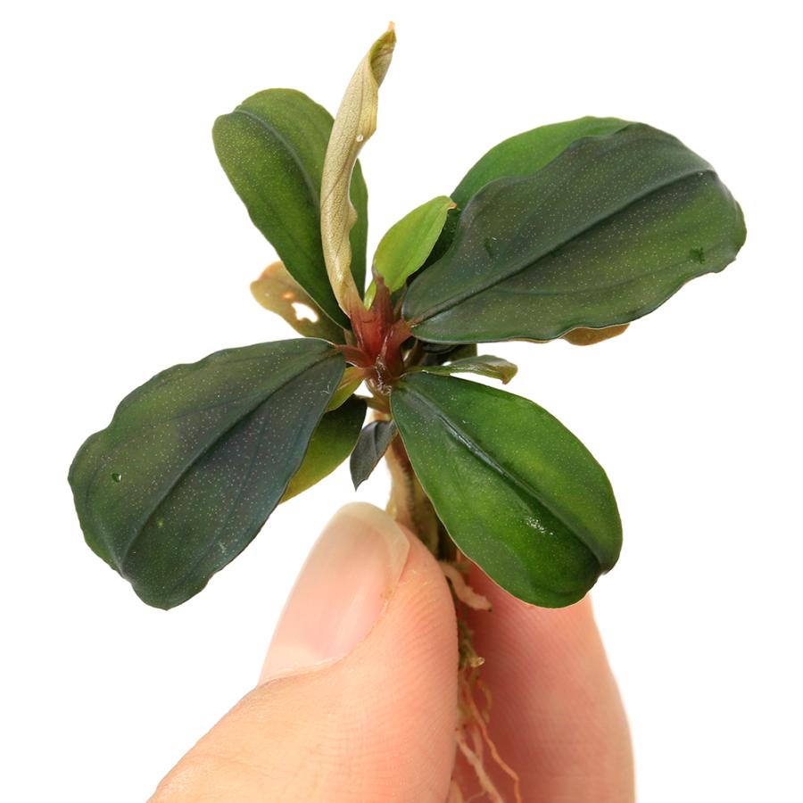 水草）ブセファランドラsp．パンドラクイーン（東南便）（水上葉